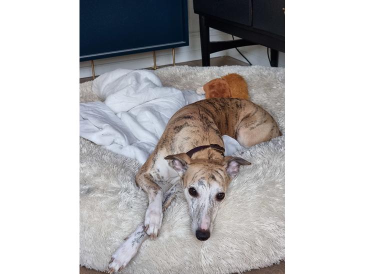 Whippet Ea billede 1