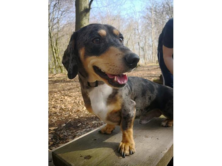 Gravhund Benji billede 1