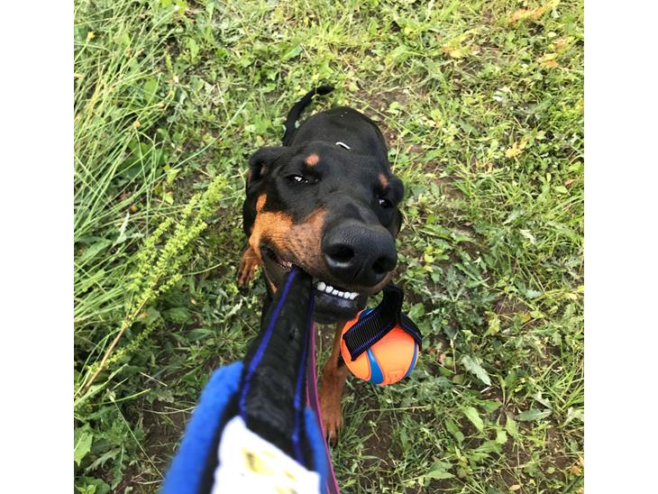 Dobermann Penny von Engelhardt 2021 Afstamningen rene arbejdslini...