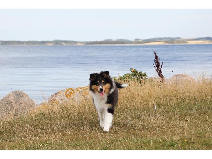 Collie langhåret Ebony Moor´s Graceful Gaia - Gaia 16 uger billede 1