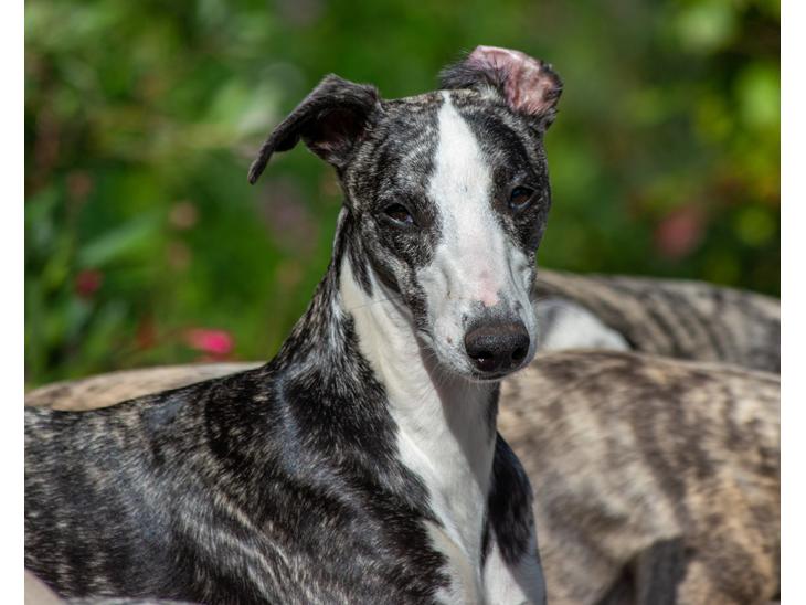 Whippet Selma - aug 2022, 9 måneder gammel billede 1