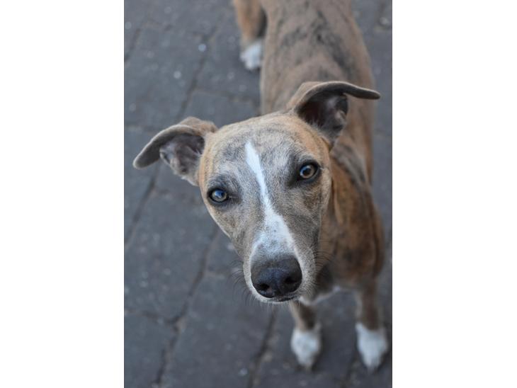 Whippet Falcon (Tanalorn Mr. Quade) billede 1