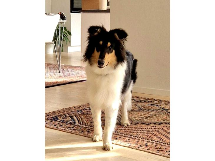 {{currentPhoto.altText}} billede {{currentPhoto.number}}