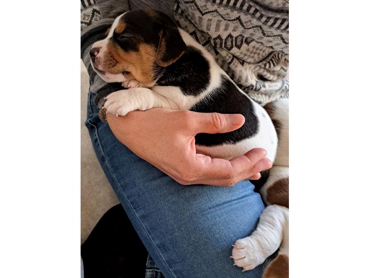 Dansk svensk gaardhund Eddie R.I.P. billede 1