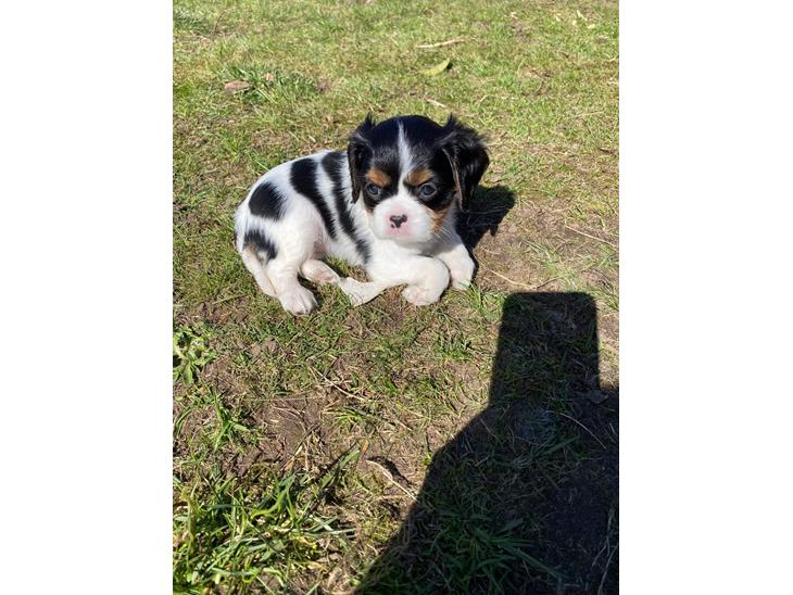 Cavalier king charles spaniel Athene billede 1