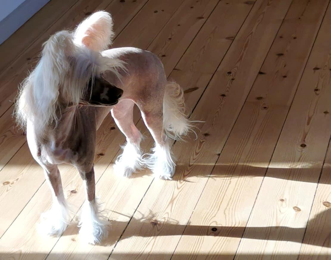 Chinese crested hårløs Zico Stella (Hottie Tots Foxie Flash) - Billeder af  hunde - Uploaded af Taco