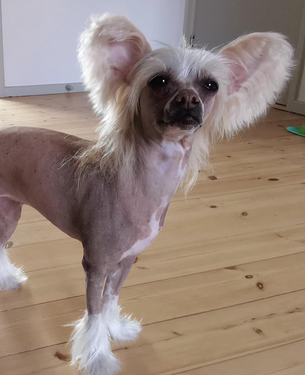 Chinese crested hårløs Zico Stella (Hottie Tots Foxie Flash) - Billeder af  hunde - Uploaded af Taco
