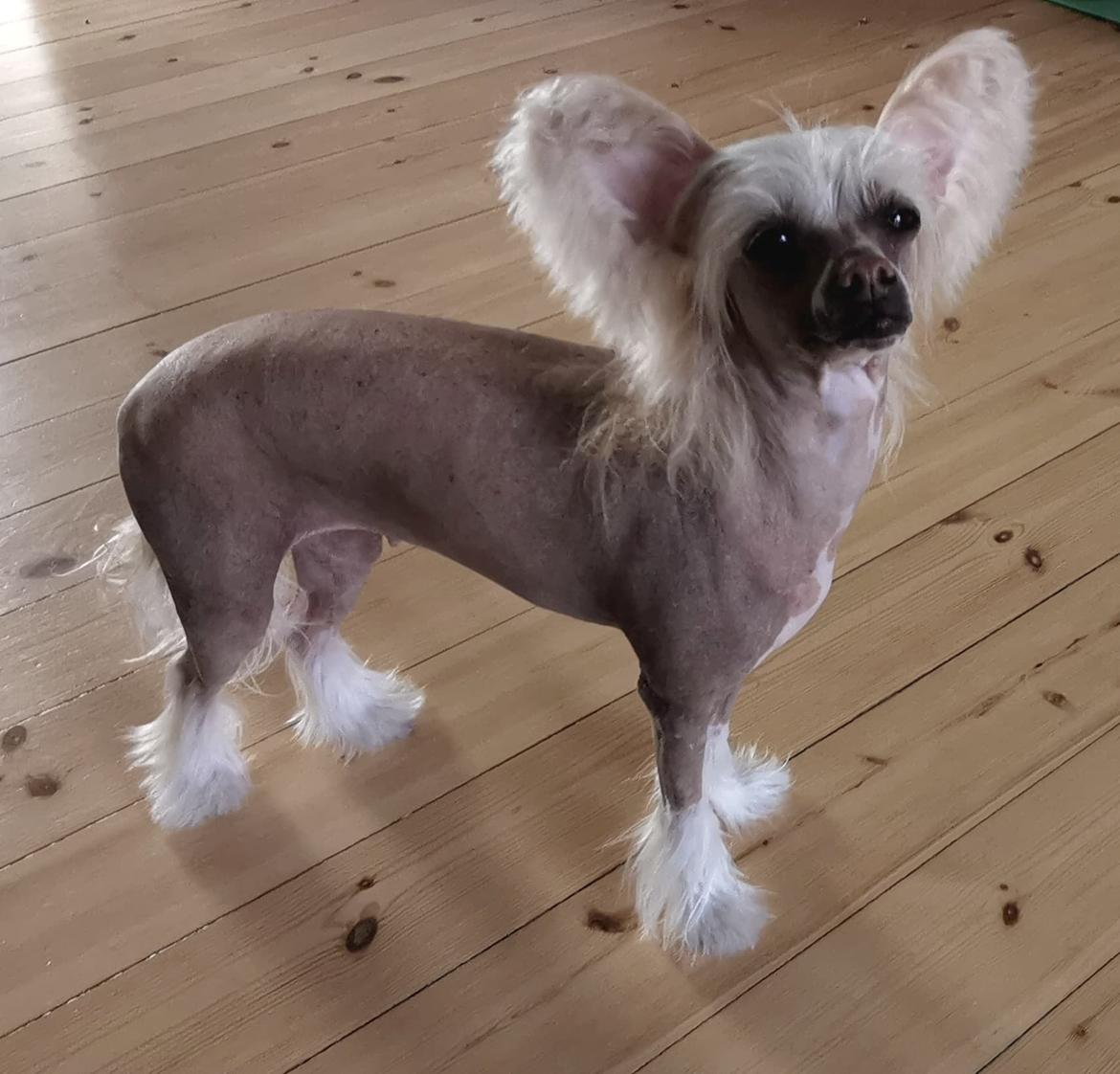 Chinese crested hårløs Zico Stella (Hottie Tots Foxie Flash) - Billeder af  hunde - Uploaded af Taco