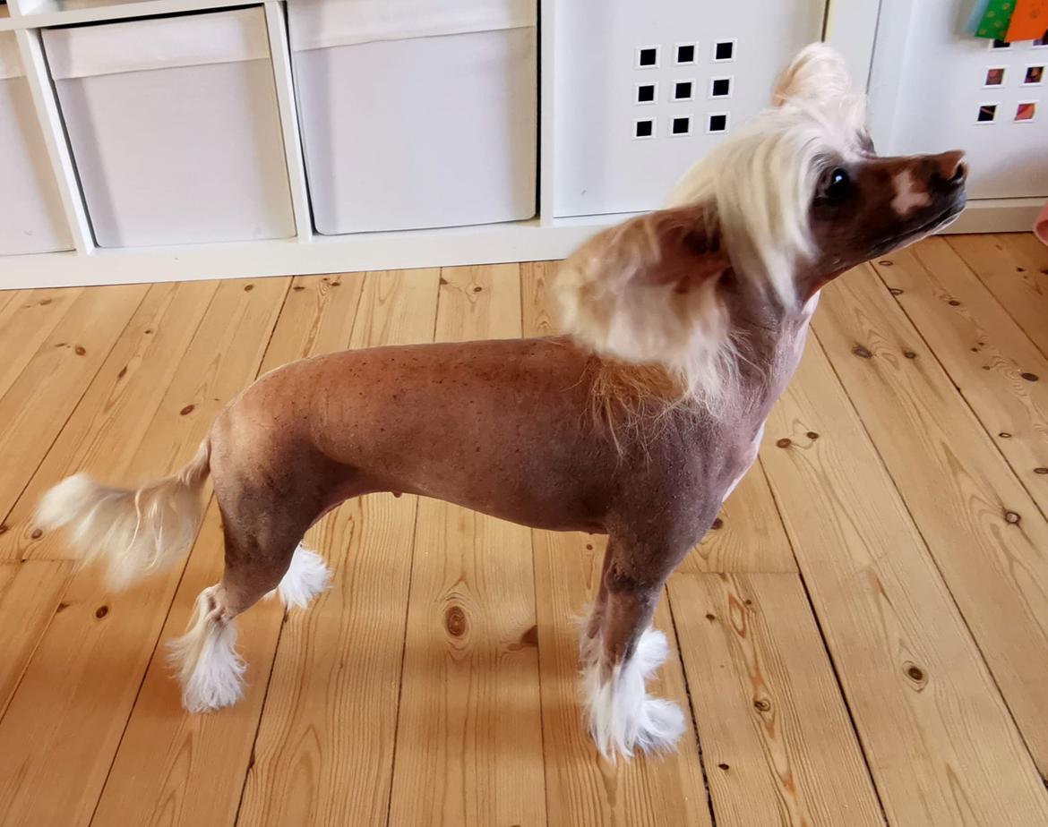Chinese crested hårløs Zico Stella (Hottie Tots Foxie Flash) - Billeder af  hunde - Uploaded af Taco