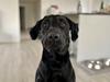 Labrador retriever Bamse