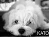 Malteser Kato