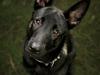 Hollandsk hyrdehund Alphag&#229;rdens Fearless Fax 