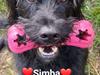 Labrador retriever Simba