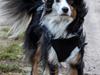Australian shepherd Sputnik