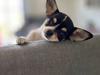 Chihuahua Mynte