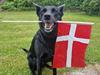 Australsk kelpie Makeelsa's Amazing Seia 