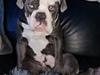 Olde english bulldogge Mr. Blue 