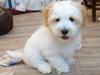 Coton de tulear kati/bekki,landy/max