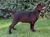 Labrador retriever Junior (Herkules)