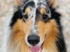Collie langhåret Felix