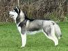 Siberian husky Le Dam Latea Turbo Volvo lover “Marco”