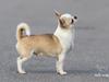 Chihuahua Hello World Attention Deficit Hey Donuts
