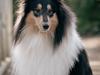 Collie langhåret Chase