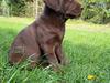 Labrador retriever Balder