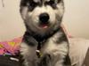 Siberian husky Balder