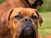 Dogue de bordeaux Simba