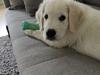 Golden retriever Cody