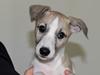 Whippet Curie