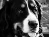 Berner sennenhund Bella