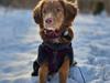 Nova scotia duck tolling retriever Koa