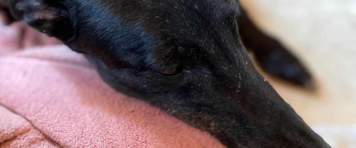 Greyhound Blidinga Pinkie Pie 2016 Voksen tæve, som skulle ompla...