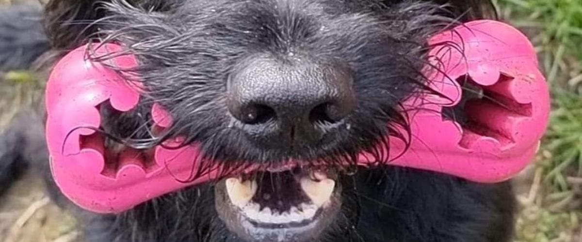 Labrador retriever Simba - 2017 - Den mest kærlige lydige skønn...