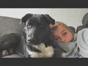 Blanding af racer Storm - husky labrador mix