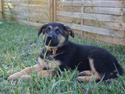 Schæferhund Kenzi.