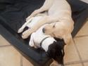 Labrador retriever Gule