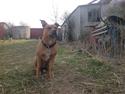 Amerikansk staffordshire terrier Cuba