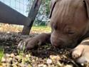 American Bully Molly
