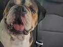 Olde english bulldogge Mysli