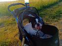 Fransk bulldog Himmelhund Tyson