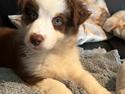 Miniature American Shepherd Saga