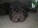 Shar pei Muffin