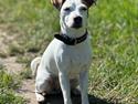 Parson russell terrier Sonja