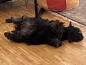 Skotsk terrier Oda (Abergreens Gavenda)