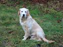 Golden retriever Simba