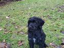 Portugisisk vandhund Sia - Wavystar's Fire Lily