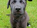 Schæferhund Benny